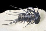 Dicranurus Trilobite - Free Standing Spines! #161339-2